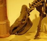 il modello artistico del Lindwurm